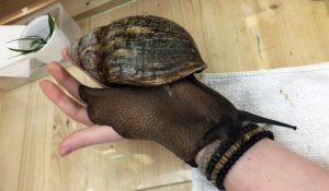 Un escargot avec une taille la plus grande au monde !