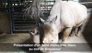 Présentation d'un bébé rhinocéros blanc au zoo de Singapour