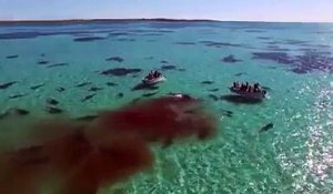 Des centaines de requins dévorent une baleine vivante