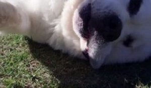 Mochi, le chien à la langue la plus longue du monde