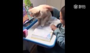 Ce gros chat empêche cet enfant de faire ses devoirs !