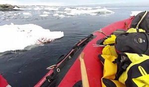 Incroyable : ce manchot saute directement sur un bateau