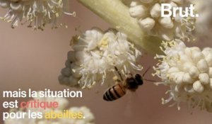 Les miels du monde contaminés par des insecticides "tueurs d'abeilles"