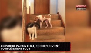 Provoqué par un chat, ce chien devient totalement fou (Vidéo)