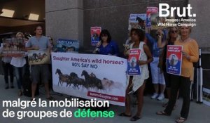 Aux États-Unis, des dizaines de milliers de chevaux sauvages pourraient être euthanasiés