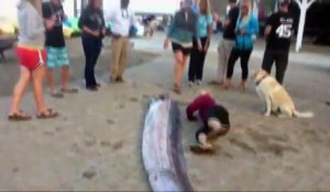 Découverte d'une créature marine de plus de 8m de long en Californie
