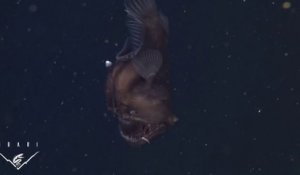 Un poisson très rare à l'aspect démoniaque et monstrueux - Black Seadevil Anglerfish