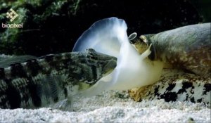 Le cône tueur: ce mollusque qui avale des poissons endormis - Impressionnant !!!