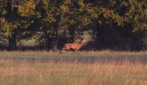 VIDEO(36). La Fédération de chasse reçoit ses invités