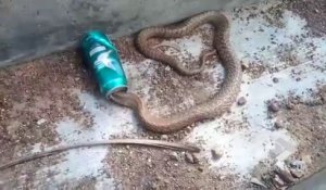 Il libère un serpent Cobra coincé dans une canette de bière.. LE FOU !!