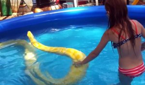 Quand ta fille se baigne dans une piscine avec un énorme python