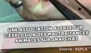 Grande-Bretagne: Une association alerte sur l’explosion des maltraitances animales sur Snapchat