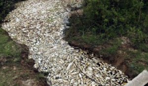 Des milliers de poissons sont retrouvés morts dans une rivière du Paraguay