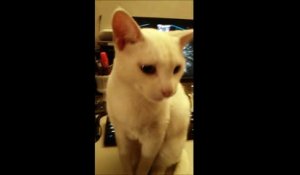 Ce chat reconnaît quand son maître l'appelle à manger !