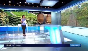 Vendanges : mauvaise année 2017 pour les viticulteurs