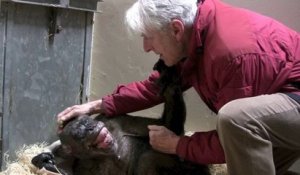 Une chimpanzé mourante est heureuse de revoir un vieil ami