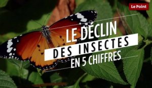 Le déclin des insectes en 5 chiffres