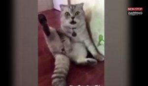 Ce chat se rend compte qu'il a été castré, sa réaction est hilarante ! (vidéo)