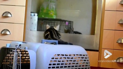 Les 50 Videos Les Plus Droles Essayez De Ne Pas Rire Sur Orange Videos