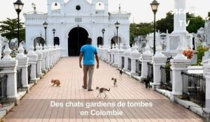Pacte avec le diable? Des chats gardiens de tombes en Colombie