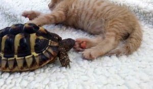 Cette tortue a faim : elle s'attaque à la patte de ce chat