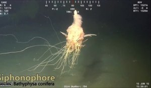 Un plongeur filme une créature monstrueuse surnommée Spaghetti Monster