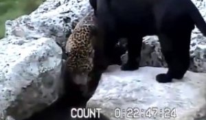Un leopard fait une chute impressionnante dans un zoo