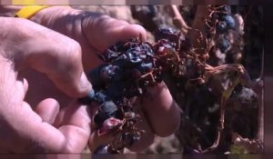 Moins de vin à boire, la production chute