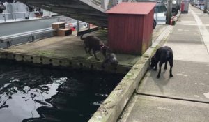 Cette loutre joue avec 2 chiens sur le quai d'un port !
