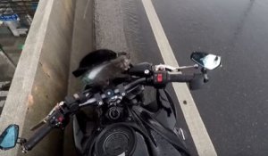 Un motard sauve la vie d’un chaton