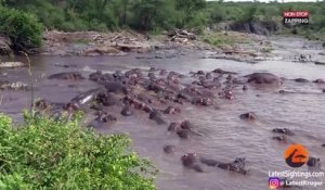 Quand 30 hippopotames attaquent violemment un crocodile (vidéo)