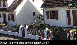 Un cerf abattu dans un jardin privé à La Croix Saint-Ouen