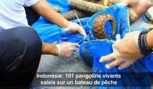 Indonésie: 101 pangolins vivants saisis sur un bateau