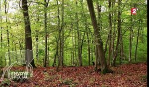 Comment les arbres communiquent entre eux : découvrez le "réseau internet" de la forêt