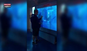 Un requin brise une vitre en attaquant un jeune homme dans un aquarium (Vidéo)