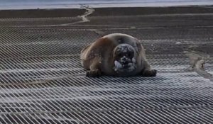 Un phoque de 200kgs bloque une piste d'aéroport en Alaska !