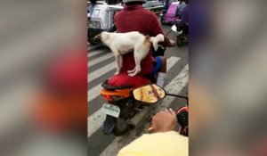 Un homme transporte son chien sur un scooter !