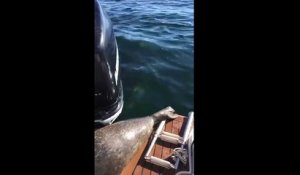 Pour échapper à une douzaine d’orques ce phoque grimpe dans un bateau de pecheurs