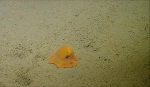 La plus mignonne des pieuvres jamais filmée au fond des océans