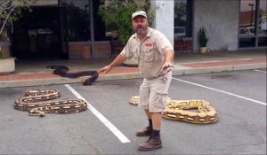 Les 3 plus gros spécimens de serpents réunis ensemble