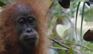 Indonésie : découverte d'une nouvelle espèce d'orang-outan