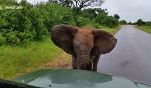 Charge impressionnante de ce petit Elephant sur une voiture au Parc Krueger en Afrique du sud