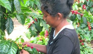 Réchauffement climatique : au Mexique, la production de café est en péril