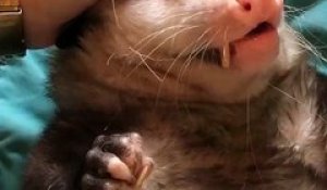 Cet animal est si moche et si mignon à la fois... Petit opossum calin