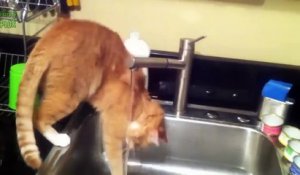 Une compilation vraiment hilarante de chats dans le bain