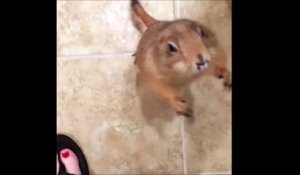 Quand il demande à manger, cet écureuil est vraiment mignon