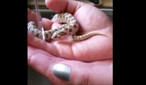 Ce serpent boit dans les main de sa maitresse... Et c'est adorable