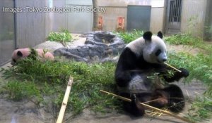 Le bébé panda de Tokyo a fêté ses 150 jours