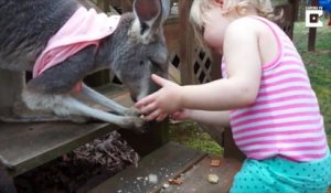 Adopté par cette famille ce Kangourou s'éclate avec les enfants !