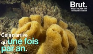 La reproduction des coraux de la Grande barrière de corail